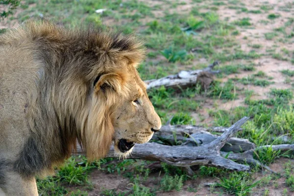 Leones Adultos Caminando Parque Kruger — Foto de Stock