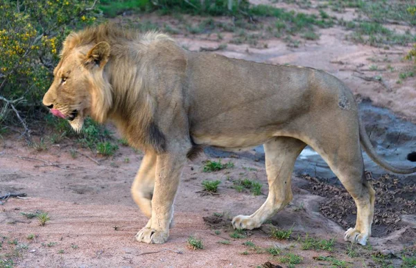 Leones Adultos Caminando Parque Kruger — Foto de Stock