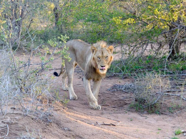 Leones Adultos Caminando Parque Kruger — Foto de Stock