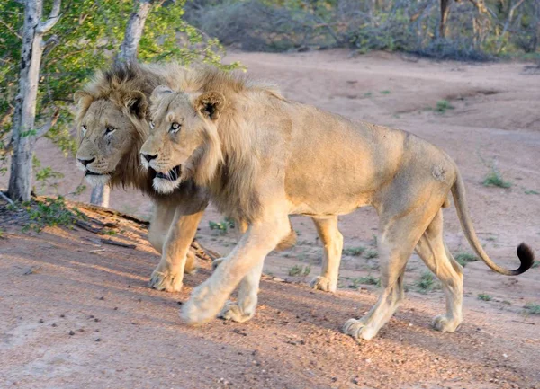 Lions Adultes Marchant Dans Parc Kruger — Photo