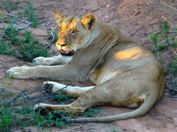 Leones Adultos Caminando Parque Kruger — Foto de Stock