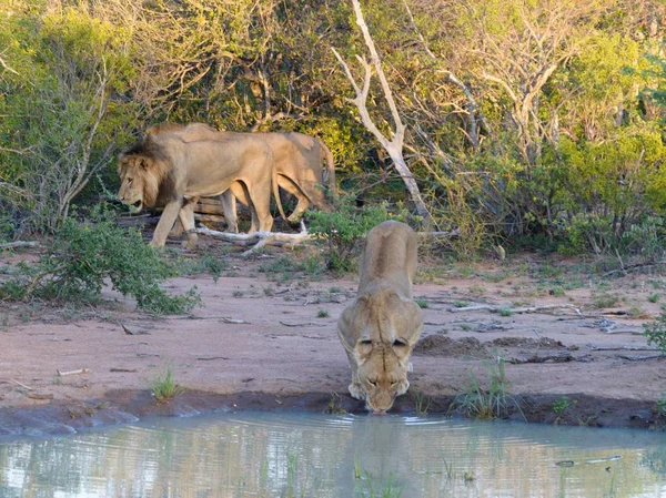 Adult lions walking in Kruger park
