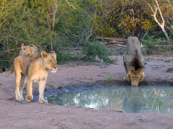 クルーガー公園で歩く大人のライオンズ — ストック写真