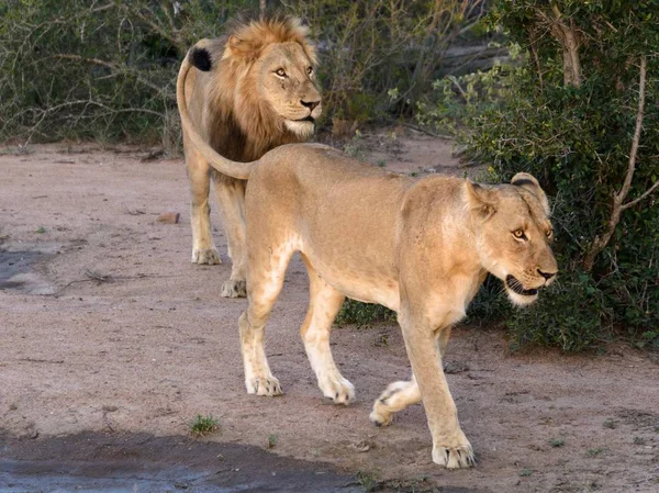 Adult Lions Walking Kruger Park — Stock Photo, Image