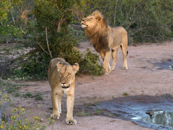 Leones Adultos Caminando Parque Kruger — Foto de Stock