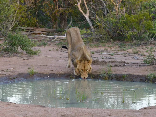 Volwassen Leeuwen Lopen Kruger Park — Stockfoto