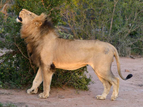 Leones Adultos Caminando Parque Kruger — Foto de Stock