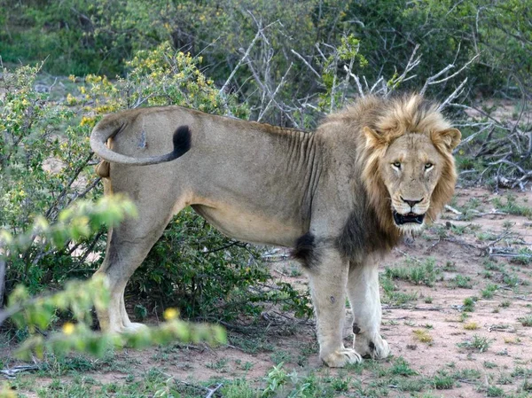 Leones Adultos Caminando Parque Kruger — Foto de Stock