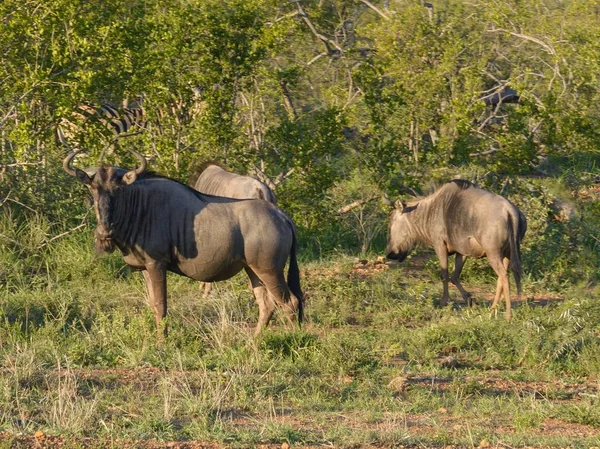野生非洲羚羊在野外 — 图库照片