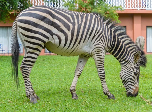 Afrikanisches Zebra Der Natur — Stockfoto