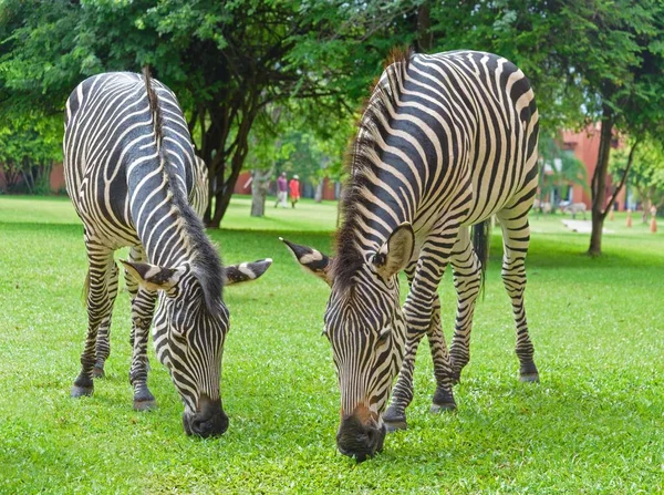 Zebra Africana Selvagem Natureza — Fotografia de Stock