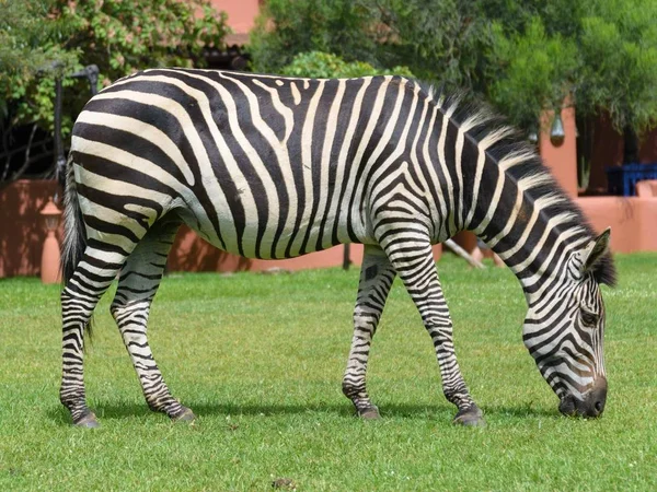 Afrikanisches Zebra Der Natur — Stockfoto