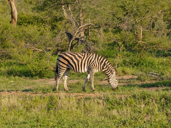 Természetben Vadon Élő Afrikai Zebra — Stock Fotó