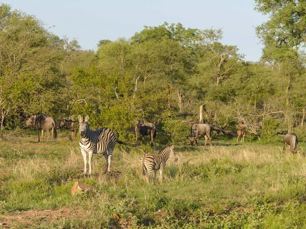 Afrikanische Zebras Und Gnus — Stockfoto