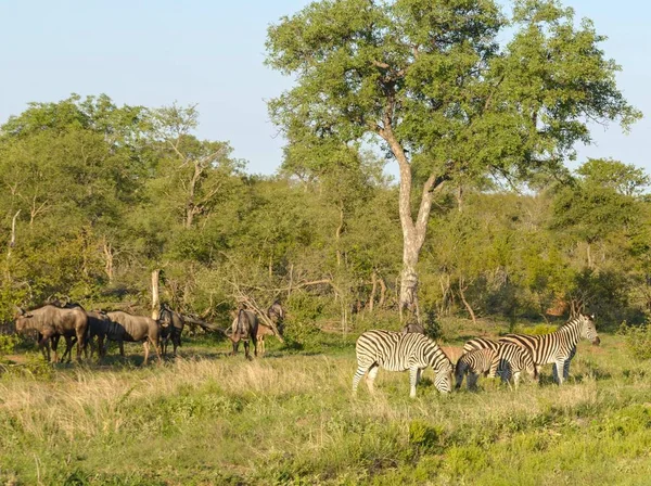 Afrikanische Zebras Und Gnus — Stockfoto