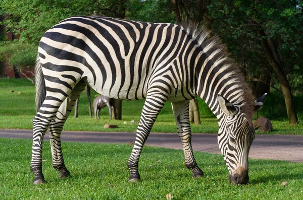 Zebra Africana Selvagem Natureza — Fotografia de Stock