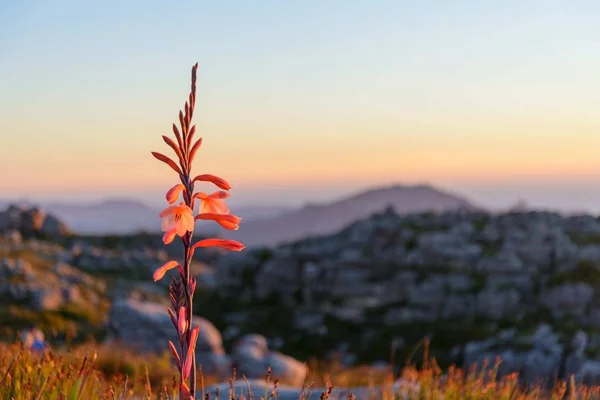 Close Uma Flor Vermelha Topo Montanha Mesa África Sul Pôr Imagens Royalty-Free