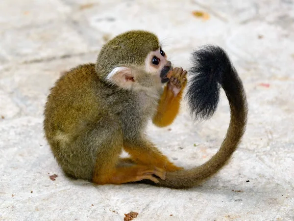 Sqiurrel Monkey Dominican Republic — Stock Photo, Image