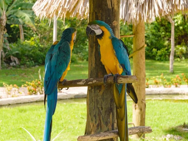 Dois Papagaios Sentados Pau Madeira — Fotografia de Stock