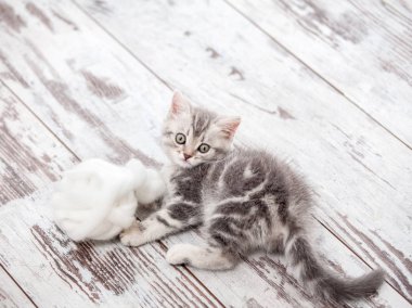 Meraklı gri kedicik