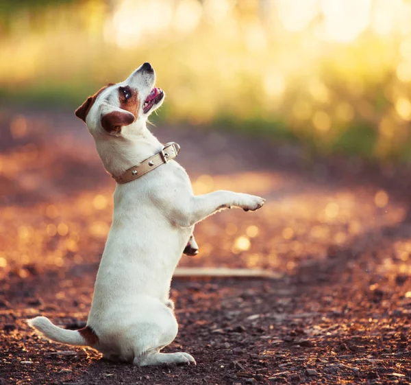 Обучение собак на открытом воздухе — стоковое фото
