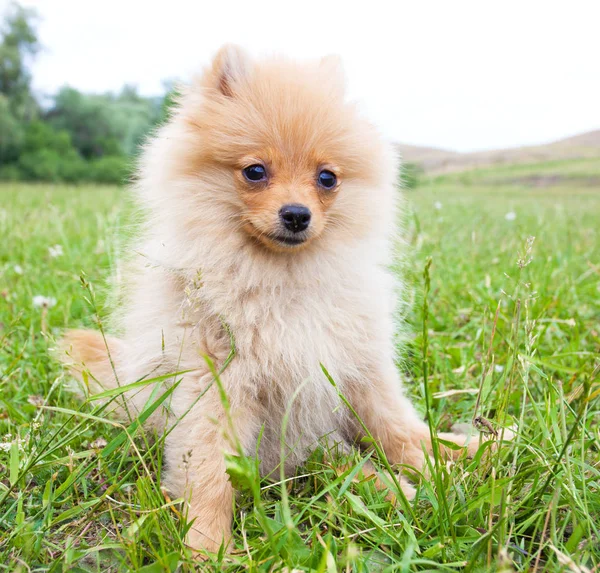 Pomerania cucciolo all'aperto — Foto Stock