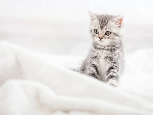 Цікаво сірий кошеня — стокове фото