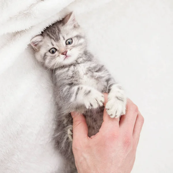 Nieuwsgierig grijs kitten — Stockfoto