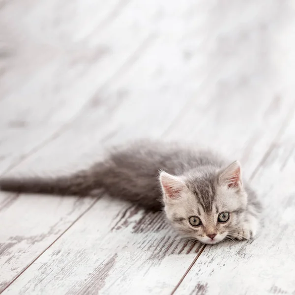 Nieuwsgierig grijs kitten — Stockfoto