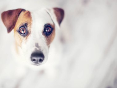 Köpek yukarı bakıyor.