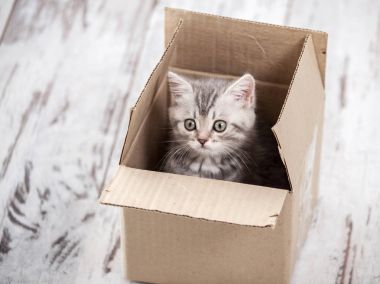 Karton kutu de meraklı Gri kedi