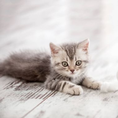 Meraklı gri kedicik