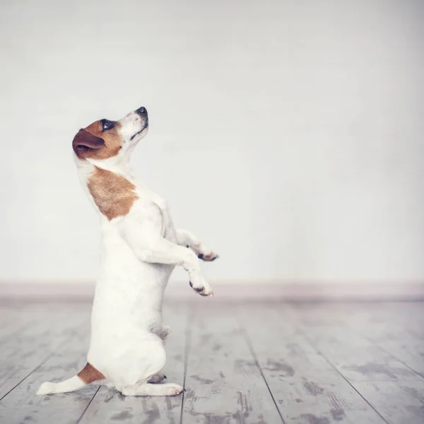 Perro en casa — Foto de Stock