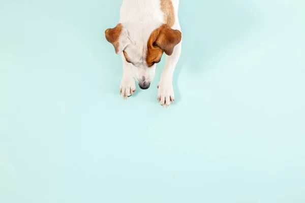 Брехлива собака на білому — стокове фото