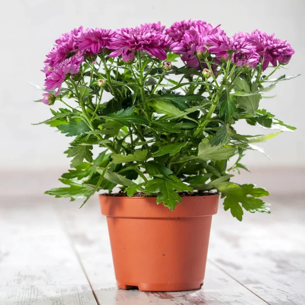 Flower in pot — Stock Photo, Image