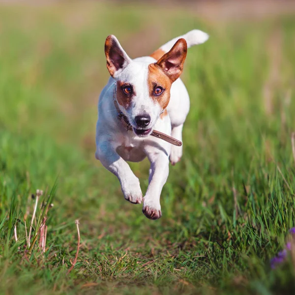 Собака бегает летом — стоковое фото