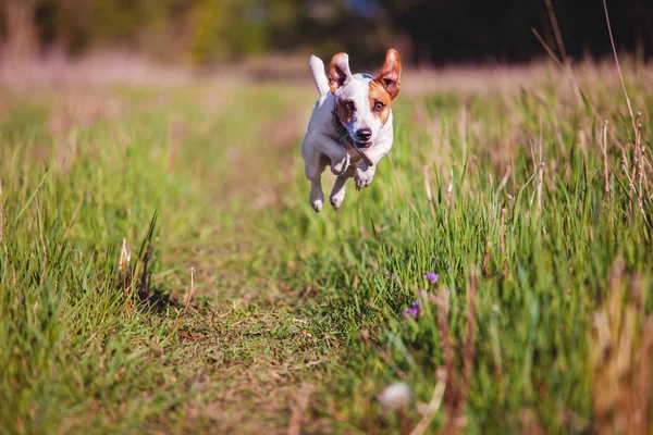 Hond loopt in de zomer — Stockfoto