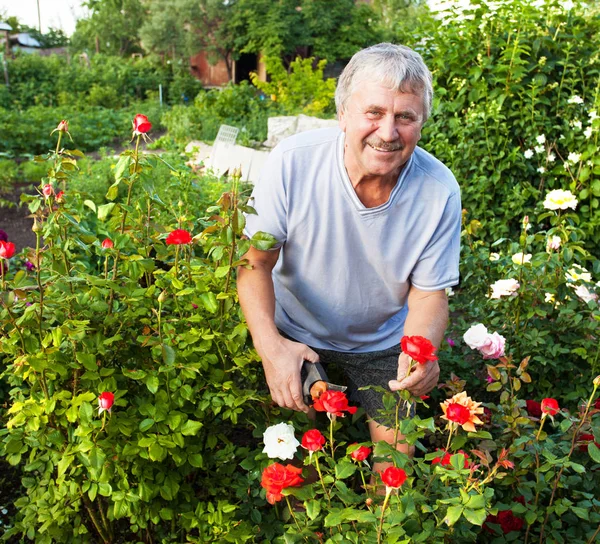 Man die voor rozen zorgt in de tuin — Stockfoto