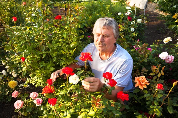 Man caring for roses in the garden — Stock Photo, Image