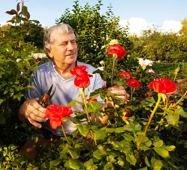 Man caring for roses in the garden — Stock Photo, Image