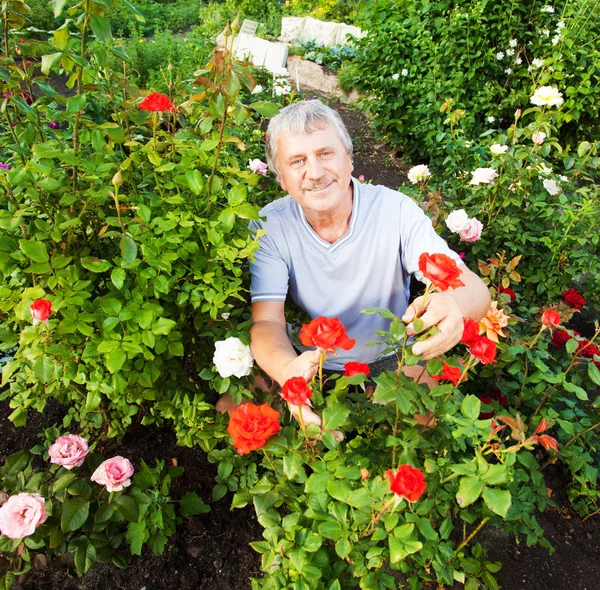 Man caring for roses in the garden — Stock Photo, Image