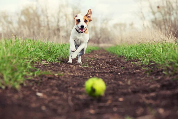 mutlu köpek açık havada