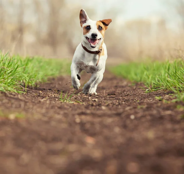 Perro corriendo en verano — Foto de Stock