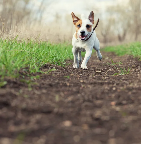 Perro corriendo en verano — Foto de Stock