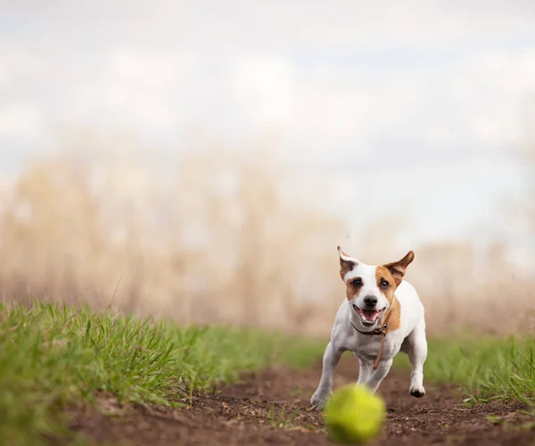 Бегущая собака летом — стоковое фото