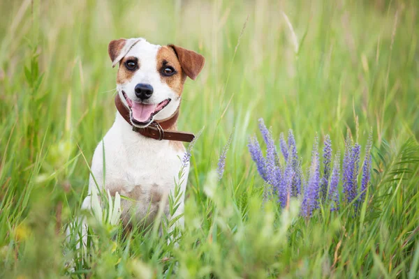 Šťastný pes venku — Stock fotografie