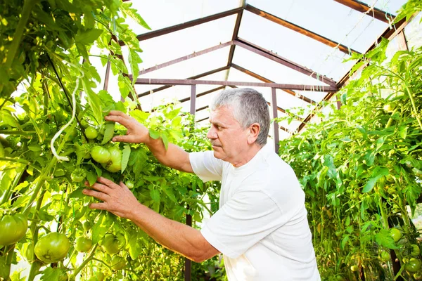 Man grows harvest in the hothouse — Stock Photo, Image