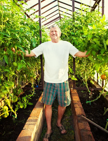 Man grows harvest in the hothouse — Stock Photo, Image