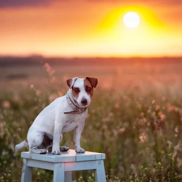 Perro en verano — Foto de Stock