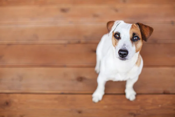 Ahşap zeminde bir köpek — Stok fotoğraf